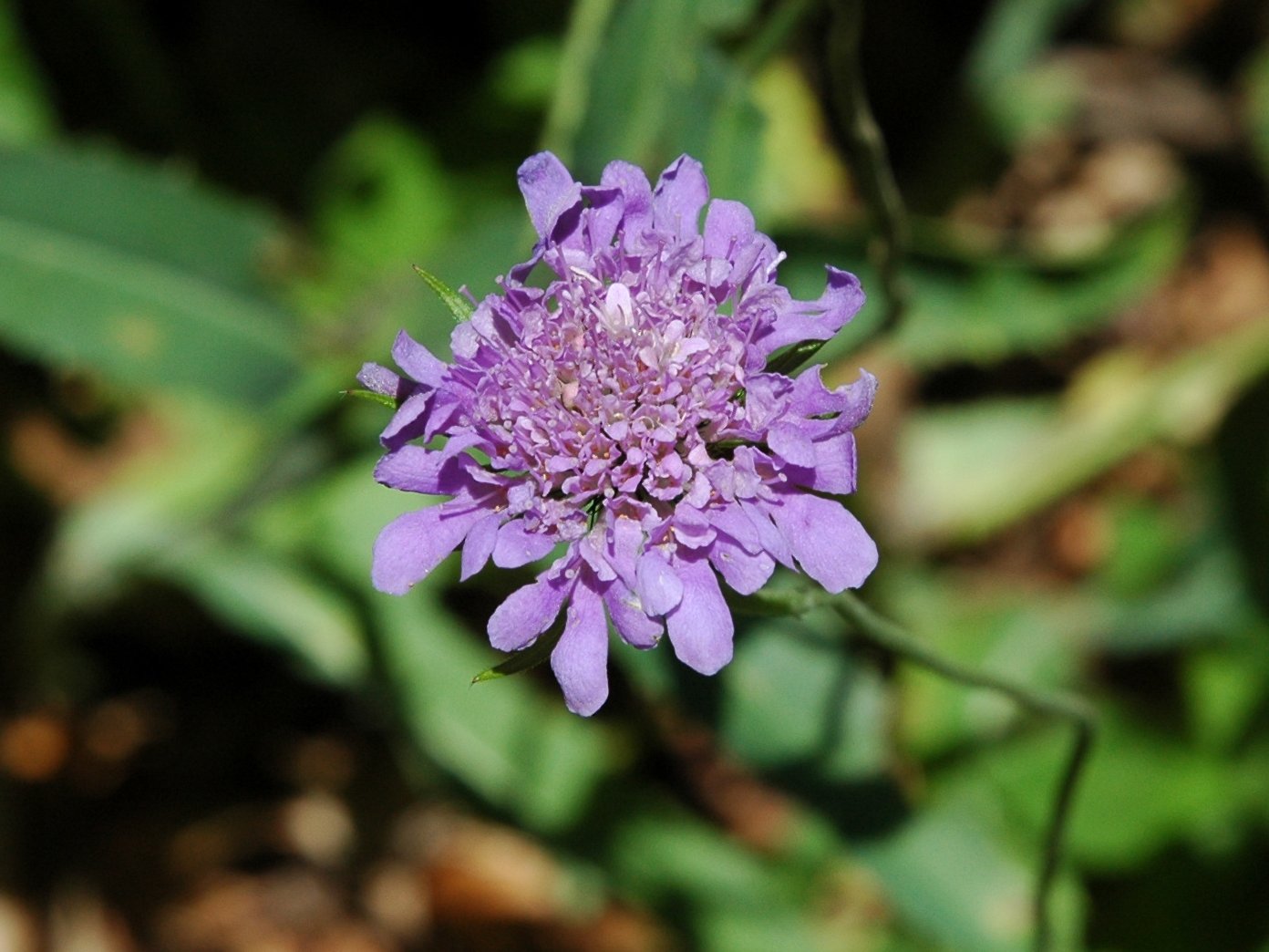 Scabiosa 1608d e